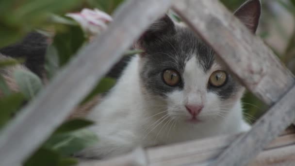 Curious Alert Cat Looking Camera White Fence Plants Still Shot — Stockvideo