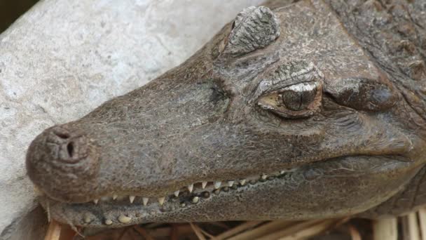 Close American Alligator Resting Closing Jaw Softly Bitting Closing Eyes — ストック動画