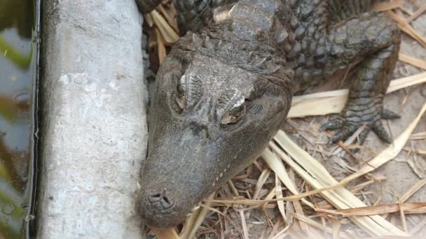 Headshot American Alligator Resting Top View Blinking Still Shot — Wideo stockowe