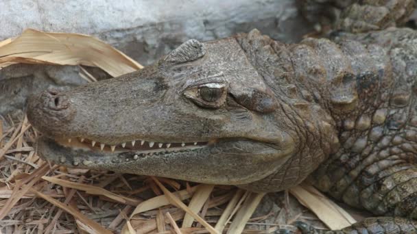 American Alligator Close Closing Jaw Shaking Head Closing Eyes — Vídeos de Stock