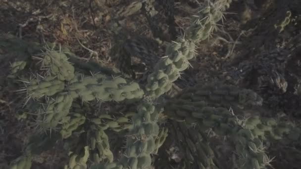 Закрыть Вид Красивые Зеленые Кактусы Национальном Парке Cabo Pulmo Baja — стоковое видео