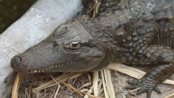 American Alligator Slowly Falling Asleep Close Still Shot — 비디오