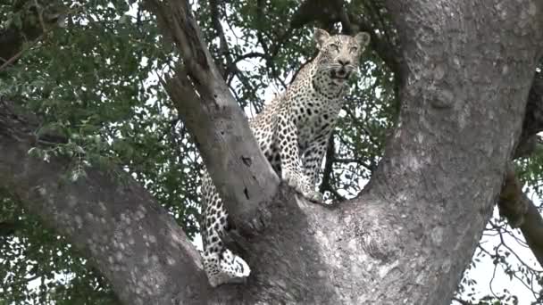 Lone Leopard Tree Green Leaves Breathes Heavily Looks Out — Stockvideo