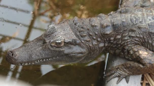 American Alligator Pond Lifting His Head Close Still Shot — 비디오