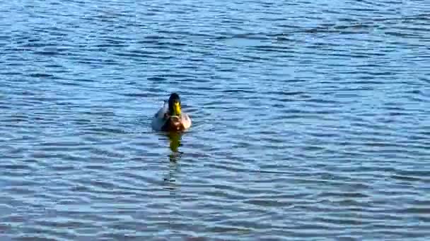 Green Headed Mallard Duck Swimming Pond — Wideo stockowe