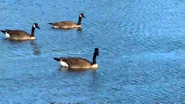 Flock Geese Swimming Pond — Stock video