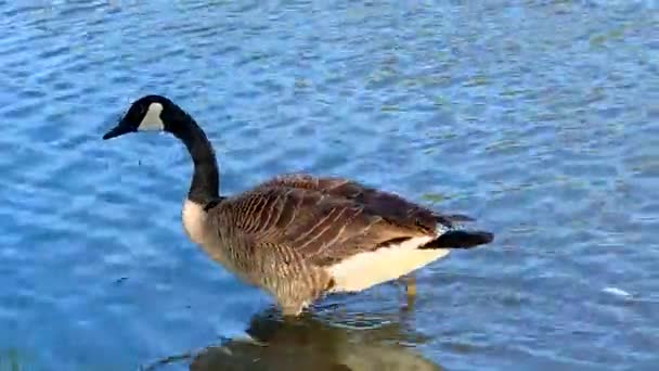 Goose Walking Water Flying Pond Swim — Video Stock