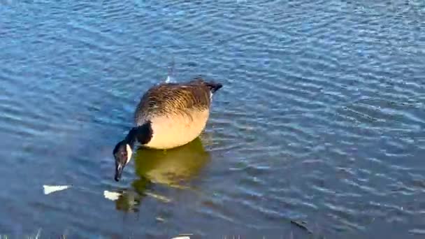 Canadian Goose Eating Pond — Vídeo de stock