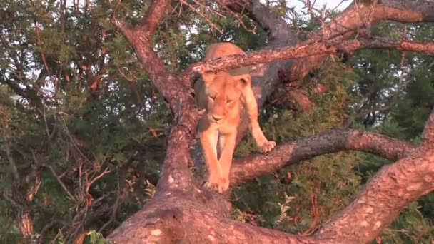 Close View Lioness Descending Fallen Tree Golden Hour — Stockvideo