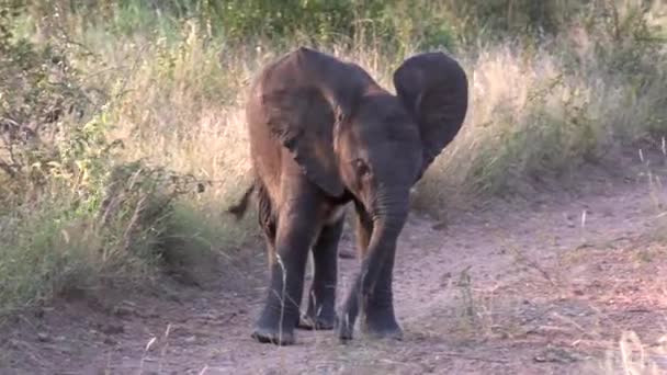 Close View Small Elephant Calf Walking Dirt Road Tall Grass — ストック動画