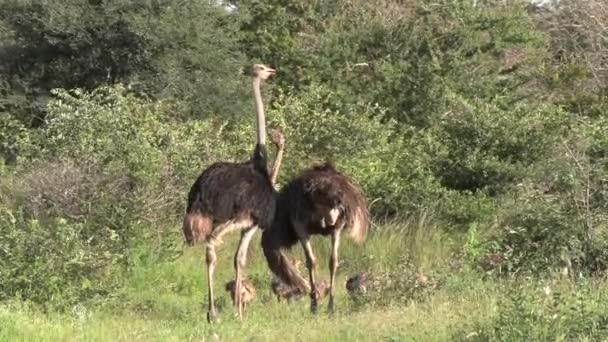 Ostrich Hens Standing Chicks Wild — Vídeo de Stock