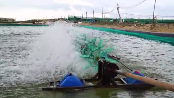 Spinning Turbines Water Treatment Aquaculture Shrimp Farm Vietnam — ストック動画