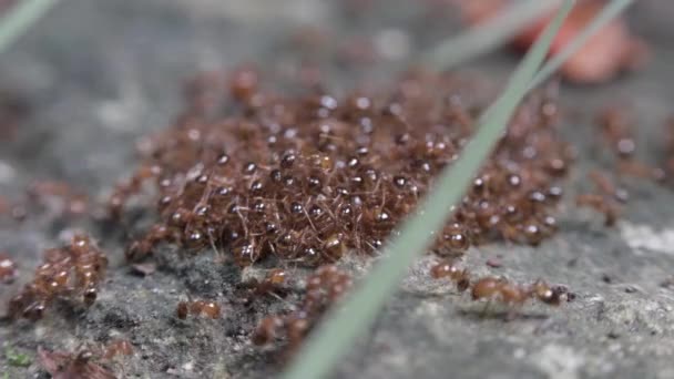 Κοντινό Πλάνο Του Tiny Anthill Κόκκινα Καφέ Χρωματιστά Μυρμήγκια Που — Αρχείο Βίντεο