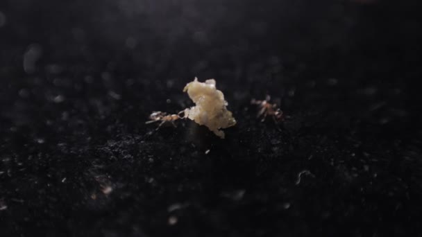 Μικροσκοπικά Μυρμήγκια Που Δαγκώνουν Στροφές Μικρά Κομμάτια Ψωμιού Στο Μαύρο — Αρχείο Βίντεο