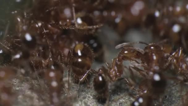 Macro Shot Από Πολλά Κόκκινα Τριχωτά Μυρμήγκια Εργασίας Και Κινείται — Αρχείο Βίντεο