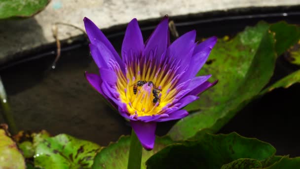 Purple Water Lily Flower Ornamental Garden Bees Its Stamens Static — Wideo stockowe