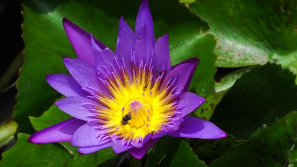 Close Purple Water Lily Flower Bees Its Stamens Static — Stok video