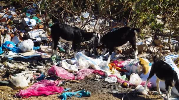 Goats Search Food Eat Garbage Dumps — Vídeos de Stock