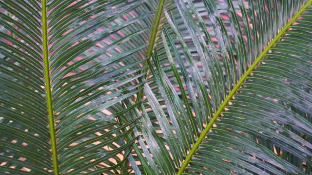 Palm Fronds Closeup Static View — ストック動画