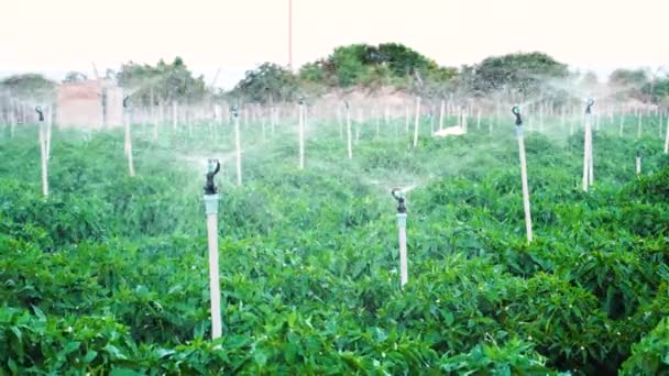 Sprinkler Irrigation Field Cultivated Static — Wideo stockowe