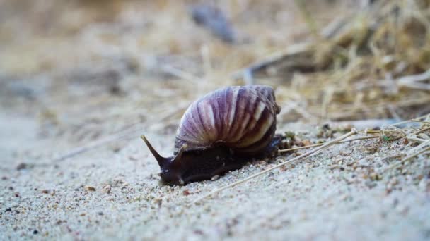 Close Gimbal Shot Snail Crawling Dirt Shallow Focus — Videoclip de stoc