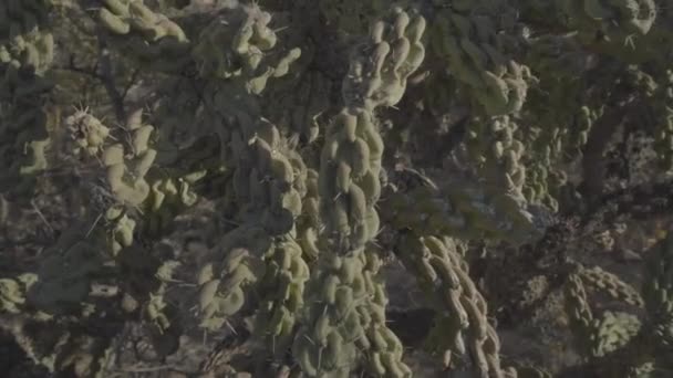 Close View Beautiful Green Cactus Cabo Pulmo Baja California National — Stock videók