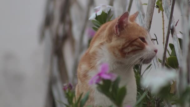 Orange Cat Sitting Fence Plants Outdoors Looking His Sides — Wideo stockowe
