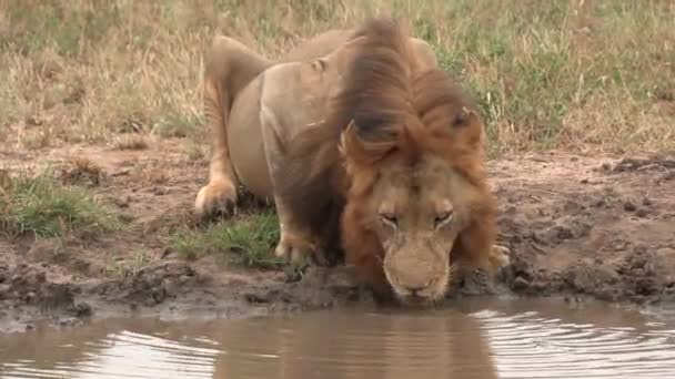 Medium Shot Male Lion Stops Drink Shallow Puddle African Wilderness — Stok video