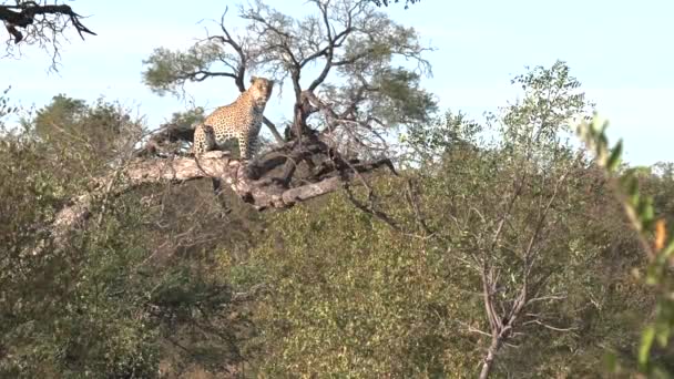 Leopard Sits Perched Top Fallen Tree Surveys Land Bright Sunny — Stockvideo