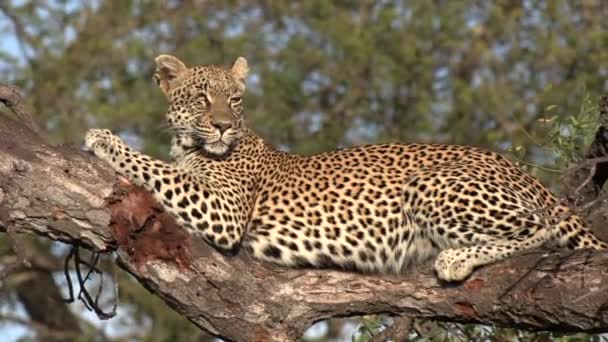 Close Side View Leopard Lying Fallen Tree Looking Out — Stock video