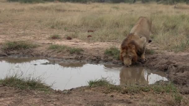 Wide Shot Male Lion Stops Drink Shallow Puddle African Wilderness — Stok video