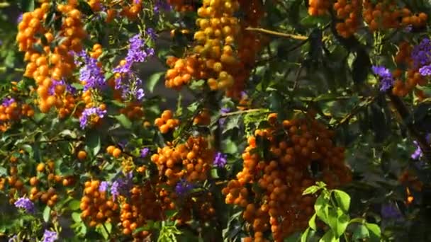 Λουλούδια Και Φρούτα Του Duranta Erecta Ηλιόλουστη Και Θυελλώδη Ημέρα — Αρχείο Βίντεο