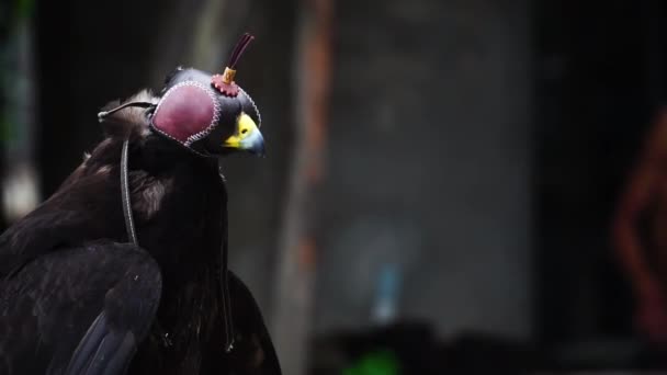 Black Eagle Hood Resting Bird Prey Trained Falconry Close — Stock videók