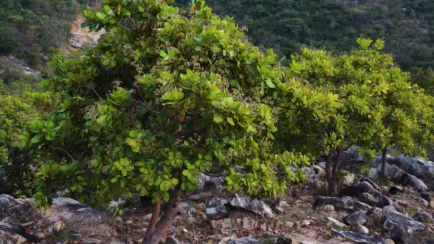 Evergreen Cashews Growing Orchard Tropical Fruit Trees Cultivated Vietnam — Stockvideo