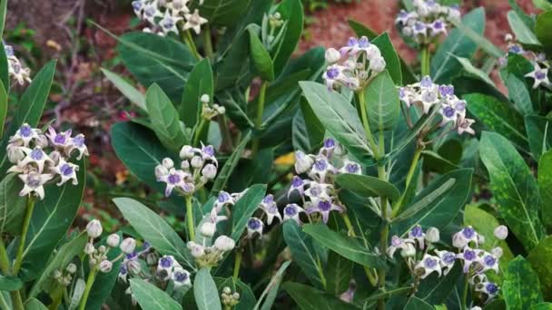 Θάμνος Calotropis Βιολετί Άνθη Και Πλούσια Φυλλώματα Στον Άνεμο Κοντά — Αρχείο Βίντεο