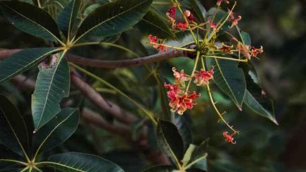 Cashew Nut Tree Tiny Reddish Flowers Bloom Leafy Branch Close — Vídeo de stock