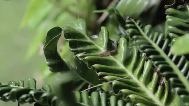 Detail Fern Plant Fresh Green Leaves Watered Rain Macro Shot — Vídeo de stock
