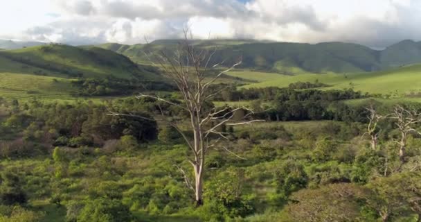 Aerial Drone Footage Flying Old Dead Tree Surrounded Hilly Lush — Stock videók