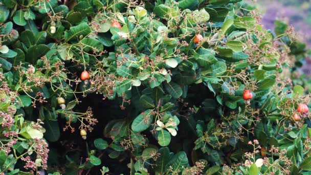 Fresh Cashew Fruits Tree Static — Vídeos de Stock