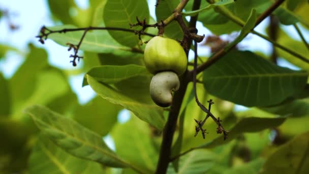 Close Shot Fresh Cashew Fruit Tree Static Low Angle Shallow — Video