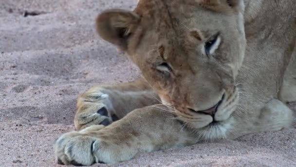 Close Lioness Resting Soft Sand — ストック動画