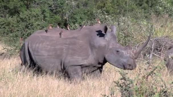 White Rhino Wild Back Covered Oxpecker Birds Example Symbiotic Relationship — Video Stock