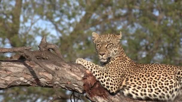 Close View Lone Leopard Resting Tree Branch Sunlight — Stok video