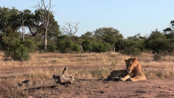 Young Nomadic Lone Male Lion Isolated His Pride Rests Late — Stockvideo