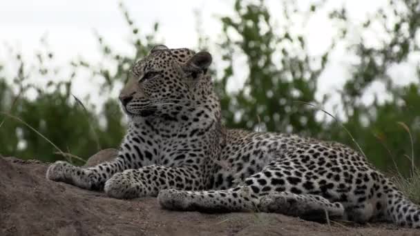 Close View Leopard Lying Mound Grooming Windy Day — 비디오