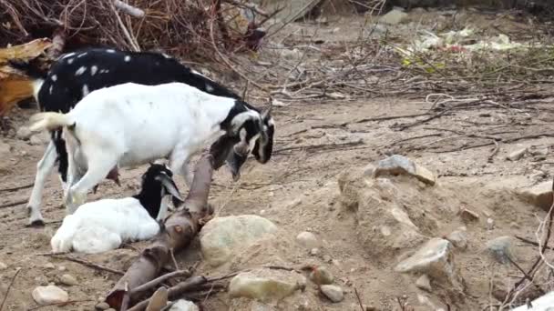 Young Goats Practice Dominance Locking Horns Right Left Tracking Shot – stockvideo