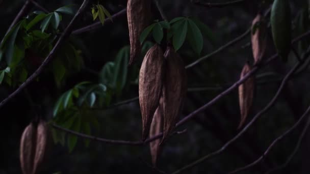 Static Locked Shot Pods Cotton Silk Tree Bombax Ceiba Vietnam — Stockvideo
