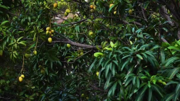 Mango Tree Growing Fresh Mangoes Vietnam Locked Static Shot — Stockvideo
