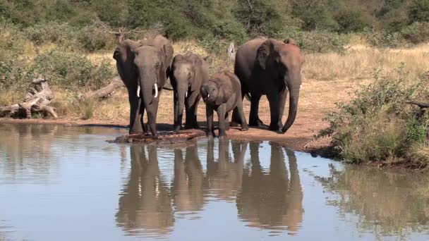 Group Young Adult Elephants Drink Waterhole Sunlight — Video Stock