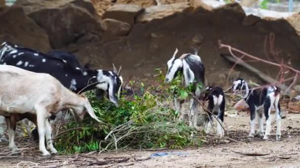 Small Herd Trip Goats Different Ages Eating Fresh Foliage Static — Video